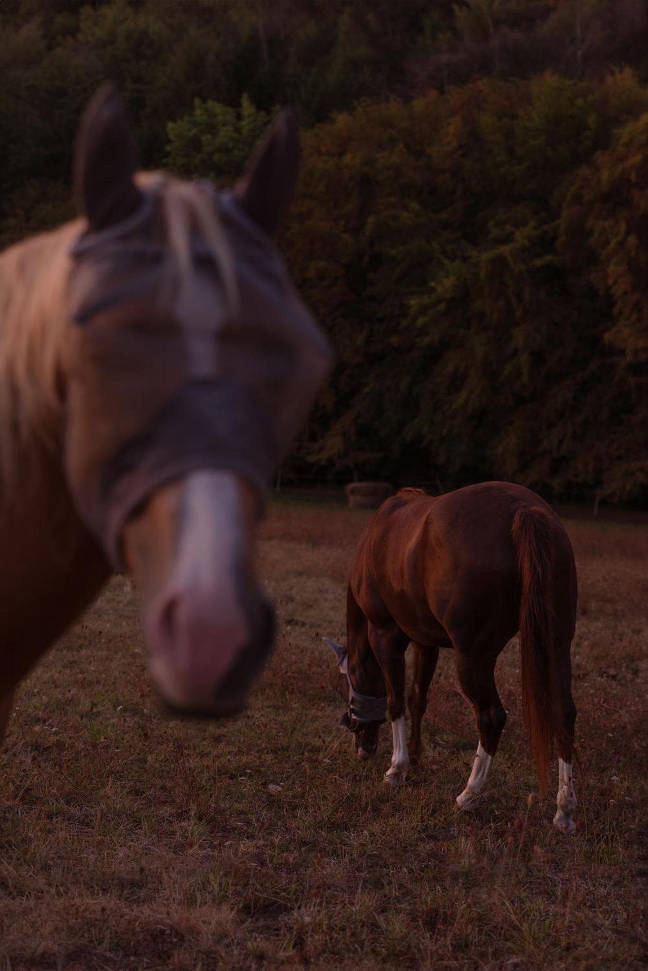 Logement Entier De Charme, Gite Equestre Gers Flamarens Exterior foto
